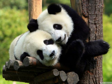 panda_baratsag.jpg